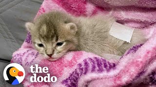 Kitten Who Could Only Scoot Learns To Walk | The Dodo Comeback Kids