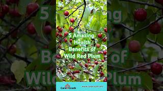 5 Amazing Health Benefits of Wild Red Plum | #carecrash