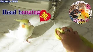 高速首振り笑ったら「何？」とキレるオカメインコが面白可愛い500cockatiel head banging