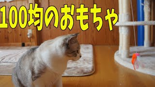 【100均おもちゃ】セリアのおもちゃに戯れる猫たち