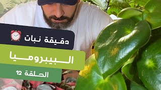 دقيقة نبات |١٢| طرق العناية بنبات البيبروميا Peperomia care - quick tips