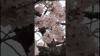 桜の花の密を吸うヒヨドリ