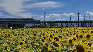 大垣市のひまわり畑と東海道新幹線N700系 Sunflower with TOKAIDO SHINKANSEN