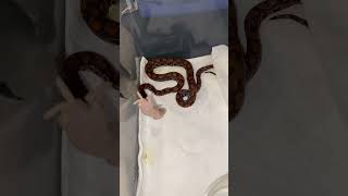 Brazilian Rainbow Boa F/T feeding! #animal#reptile#snake#youtubeshorts#pets#brazilianrainbowboa#diy