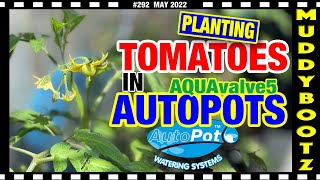 🌻292 🌻 PLANTING TOMATOES 🌻 AUTOPOTS 🌻 AQUAVALVE5