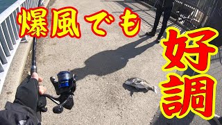 【爆風でも好調！】釣り/海釣り/かぶせ釣り/碧南海釣り公園/碧南釣り広場/温排水/衣浦湾/クロダイ/チヌ/フィッシング遊フォトカーニバル2024冬