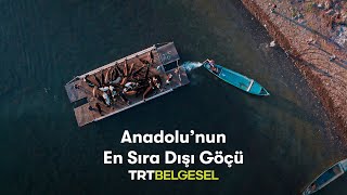 Anadolu'nun En Sıra Dışı Göçü | Anadolu'da Yaşam | TRT Belgesel