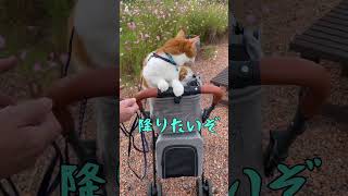 5ヶ月ぶりのペットカートでお散歩だぞ #cat #猫