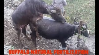 Buffalo mating/fertilization process of buffalo