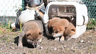 初めての外遊び‼　4匹の柴犬の子犬です♬