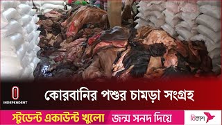 ঈদে ১ লাখের বেশি চামড়া সংগ্রহের লক্ষ্য পোস্তার কাঁচা চামড়া ব্যবসায়ীদের | Independent TV