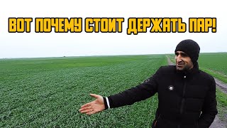 🌾Озимая Пшеница на Пару готова к Зиме!