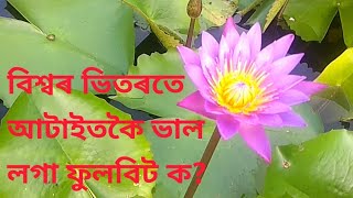 বিশ্বৰ ভিতৰতে আটাইতকৈ ভাল লগা ফুলবিট ক?