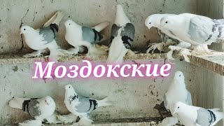 Моздокские плечистые голуби