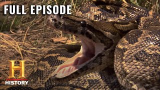 Life After People: Vicious Reptiles Conquer the Planet (S1, E5) | Full Episode | History