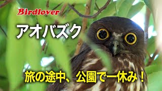 アオバズクが公園で一休み / Northern boobook