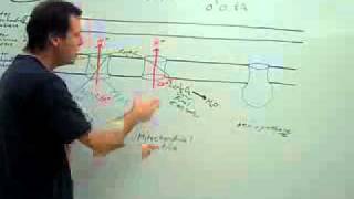 Cellular respiration (part 3).wmv