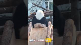 么么儿已经掌握各种花式炫滑 #panda #cute #萌娃