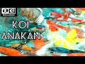 koi | burayak koi | cara memberi makan ikan koi agar cepat besar #koi #koi slayer #koi gate #shorts