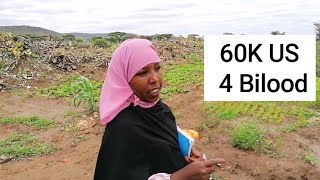 Qurba joog Maalgashatay (Beeraha) DHAGAXLE Ethiopia