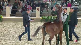 N 81 GHAZAL AL JAHAM   14th Qatar International Arabian Peninsula Horse Show 2025   Colts 2 3 Years