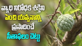 వ్యాధి నిరోధక శక్తిని పెంచి,యవ్వనం పెంచే సీతాఫలం చెట్టు |custard apple benefits|Vasavi tv