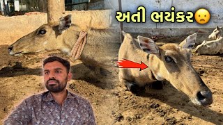 અંધ “રોજડી” ની હાલત ખરાબ નઈ પણ અતિ ખરાબ 😦