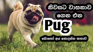 වාසනාව ගෙන එන පග් | Luckey Puppy PUG | Pet Club Sl | About PUG