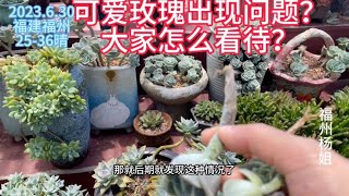 福州杨姐：高温发现可爱玫瑰杆频频出现问题，大家有相同情况不？一起分享！｜养多肉