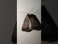 moth details in 4k