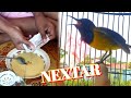 cara buat makanan burung sogok ontong agar burung gacor dan gemuk