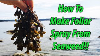 Foliar Feeding With DIY Seaweed Fertilizer! (2019)