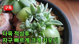 다육 적심후 나온 자구 빠르게 크게 키우는 방법 How to grow young succulent plants rapidly 若い多肉植物高速大きく育てる方法