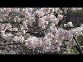 大阪城公園の桜（2022年）