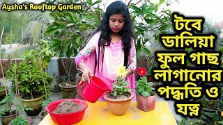 টবে ডালিয়া ফুল গাছ লাগানোর পদ্ধতি ও যত্ন। Dahlia flower planting methods in pot and care।