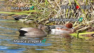 Gadwall, Eurasian wigeon (European wigeon) and other ducks | Ducks in the park | December 2024