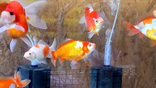 【goldfish】我が家の金魚！120センチ水槽 更紗和金 キャリコ和金 桜コメット 玉サバ #金魚 #goldfish