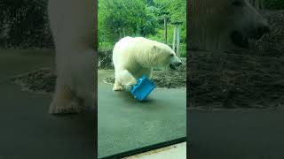 朝イチのポロロ…🤩✨🐻‍❄️　24.7.15 9:32 #とくしま動物園　#ポロロ　#ホッキョクグマ  　#しろくま　#シロクマ　#polarbear #bearlympics　