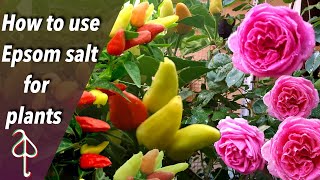 How to use Epsom salt for plants /ചെടികൾ നിറയെ പൂക്കുവാനും കായ്ക്കുവാനും എപ്സം  സോൾട്ട്  ഉപയോഗിക്കാം