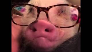 Pigs Wear Glasses - Nerd Pig