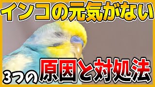 【インコの元気がない?体調悪そう?】3つの原因と対処法!体調不良かも!~コザクラインコ・セキセイインコ~Budgerigar