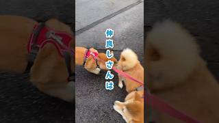 どっちがうちのコ？双子みたいなワンコ友だち　 #柴犬