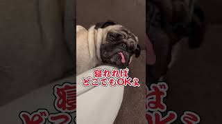 頭はみ出て寝るパグwwww #ぱぐち #pug #dog #shorts #犬のいる暮らし #パグ #ペット #マヌケ舌