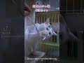 開封した封筒の切れ端で遊び始めたマロ ^.^ cat 保護猫 猫 shots ねこ 猫の散歩 猫動画 猫散歩 白猫 白猫マルマロ