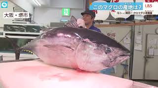 獲れた！300キロ級‼️マグロの王様「クロマグロ」 関西一の産地を求めて…カニもブリも旬の○○【数字博物誌】