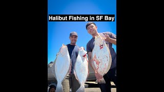 Halibut Fishing in SF Bay