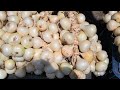 अलिबाग चा पांढरा कांदा का खावा white onion healthy benefits