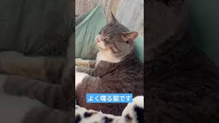 管理費不要の綺麗な樹木葬 園長のネコちゃん😸 大阪