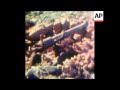 SYND 24-10-73 AFTERMATH OF ISRAELI RECAPTURE OF MOUTH HERMON