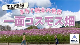 蒜山ジャージーランドの一面コスモス畑を見れるのは一瞬。秋の見逃せないお散歩＆ドライブコース！超人気スポットはここだ